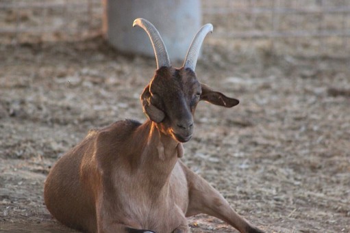 ne of the stolen goats found by the HaShomer HaChadash (&ldquo;The New Guardian&rdquo; in Hebrew) organization.