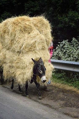 A donkey's daily burden, in Ethiopia