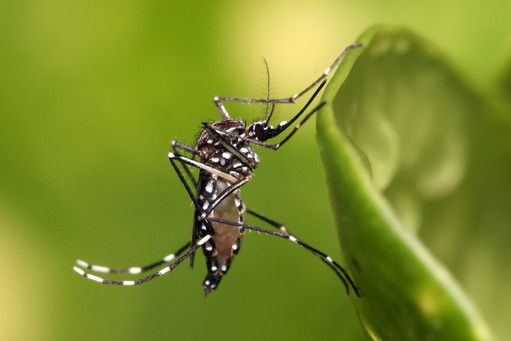 The Aedes aegypti mosquito, which transmits the Zika virus.