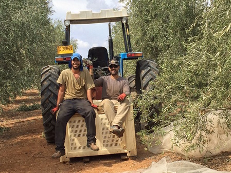 Workers on a tractor at Kibbutz Ruhama, in 2016.