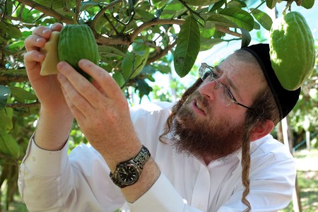 Samuel Ekstein from New York controls the quality of a lime-green citron fruit in Santa Maria Del Cedro, southern Italy, in September 2016.   In the Jewish tradition, Cedar is considered the most beautiful fruit of the tree, but in Santa Maria del Cedro, a village in the province of Cosenza, it is above all an integral part of the culture and local economy, as rabbis arrive in the Calabrian country to select and collect in person the indispensable fruits for the &quot;Succoth&quot; feast (feast of Tabernacles), which is celebrated in October and is for Jews around the world, the most important religious event.   / AFP / ALBERTO PIZZOLI        (Photo credit should read ALBERTO PIZZOLI/AFP/Getty Images)