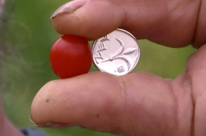 Kedma says it&rsquo;s grown tomatoes about the size of a blueberry or, in this case, an Israeli one-shekel coin.