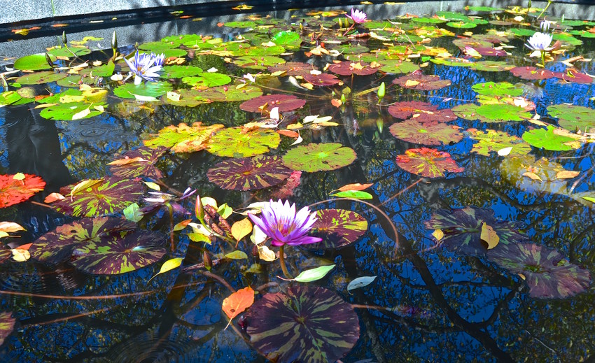 Lily Pond in the Conservatory Garden in Central Park.
