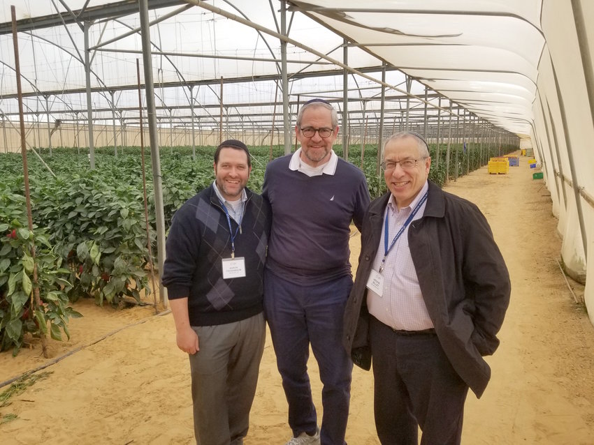 These three Five Towns rabbis visited one of the hundreds of greenhouses of the Halutza Communities along Israel&rsquo;s Egyptian and Gazan borders, during a Long Island Rabbis for Israel Mission with the Jewish National Fund. Rabbis (from left) Aaron Feigenbaum of the Irving Place Minyan in Woodmere, Kenneth Hain of Congregation Beth Sholom in Lawrence, and Hershel Billet of the Young Israel of Woodmere also planted trees in the Neot Kedumim Biblical Forest, an iconic symbol of JNF&rsquo;s work over the past century.