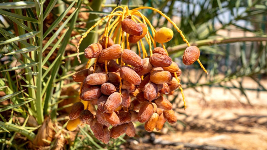 Dates growing on Hannah, a tree germinated from ancient seeds in Israel.