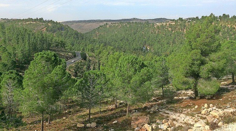 The new Gvaot Forest Scenic Route is the longest in Israel, stretching across rolling hills, lush woods, and &ldquo;must-see&rdquo; Holy Land views.