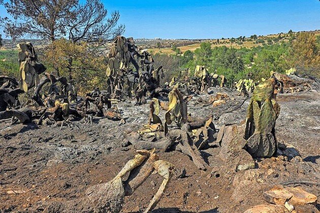 A view of the burned forests caused by wildfires in the Jerusalem.