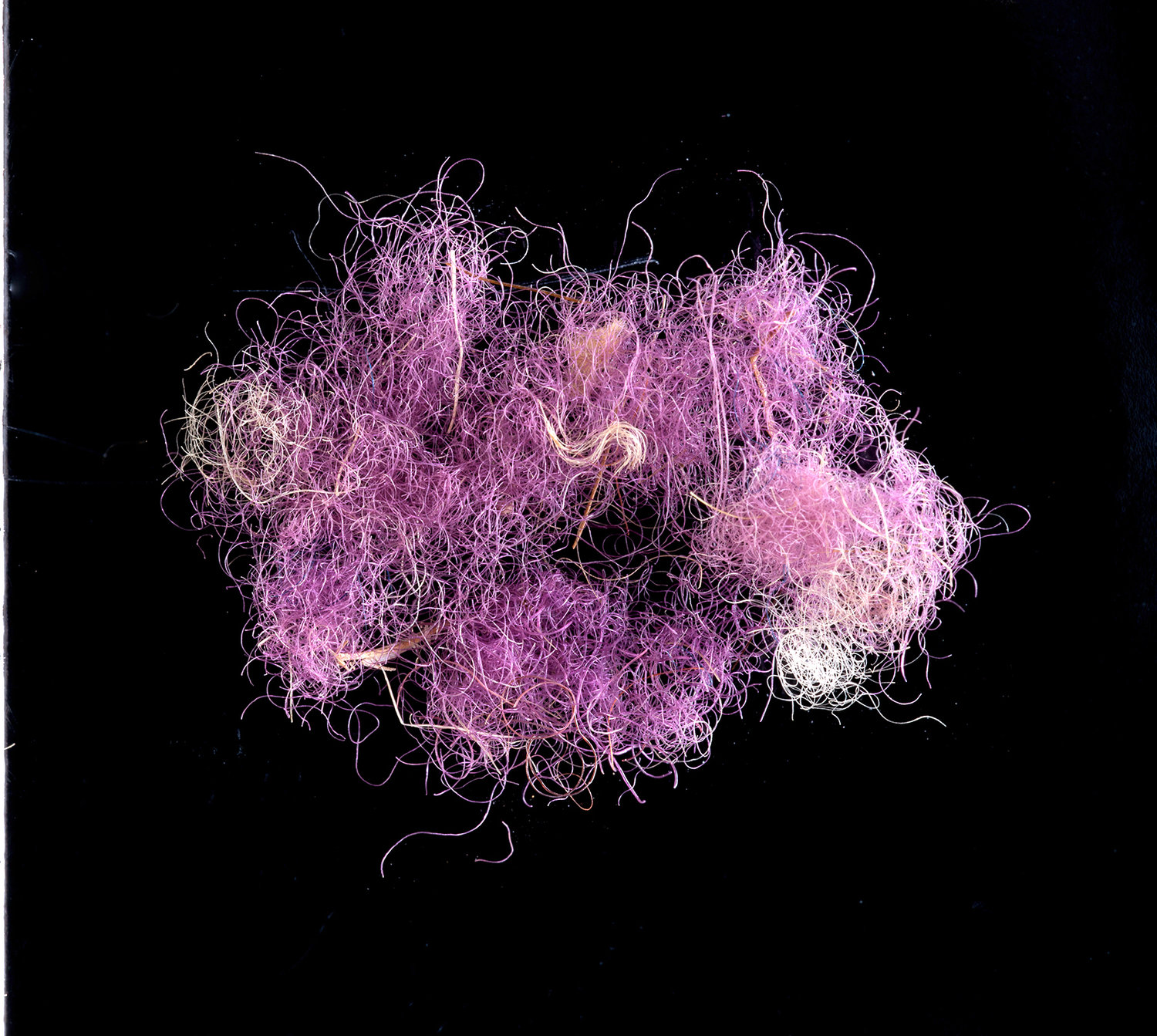Wool fibers dyed with Royal Purple, dating to approximately 1,000 BCE, found in the Timna Valley in southern Israel.