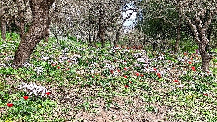 Springtime at Beit She’arim.