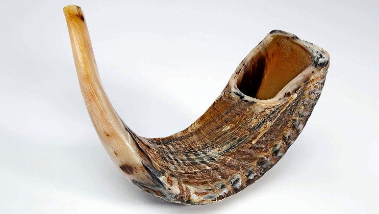 An unpolished Yemenite ram’s horn shofar.