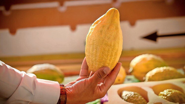 An etrog on sale at a market in the northern Israeli city of Tzfat, ahead of the festival of Sukkot.