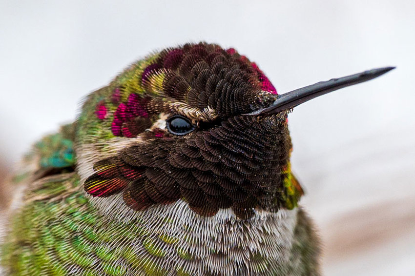 This juvenile male Anna&rsquo;s hummingbird has between 1,000 to 1,500 feathers, the least of any bird.