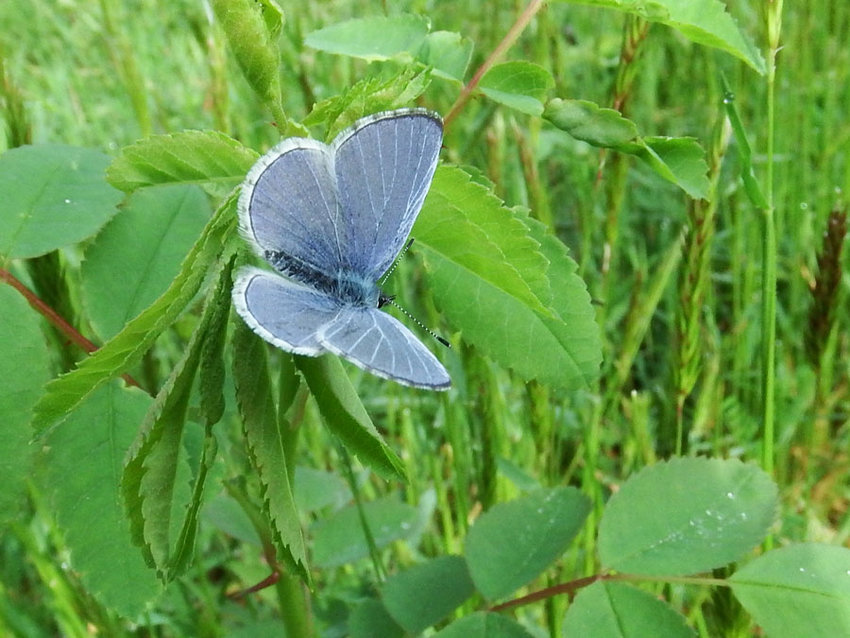 An echo azure moth stands out in a field of green.
