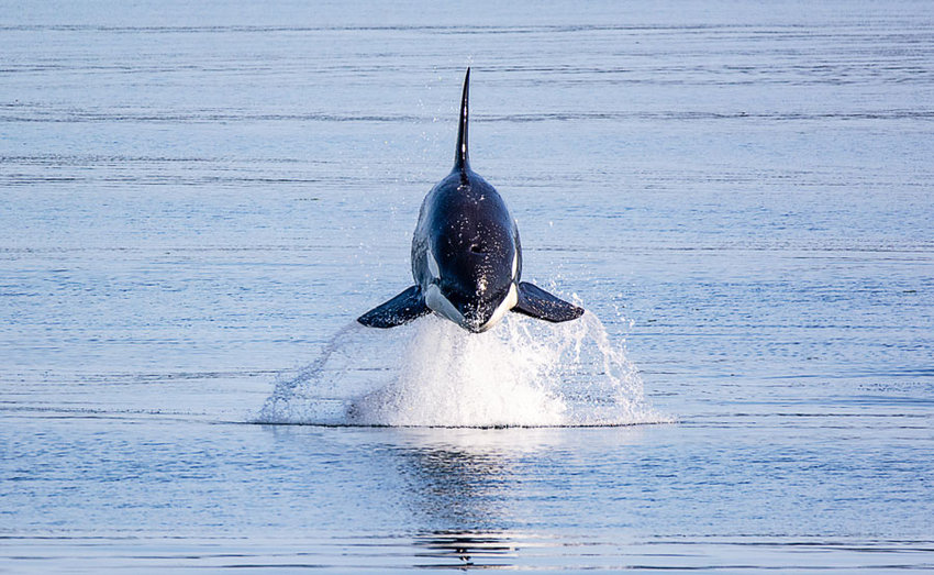 A photographer&rsquo;s dream: orca airborne over Henderson Bay.