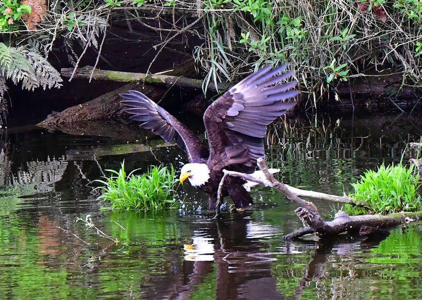An eagle spies fresh supper in Minter Creek.