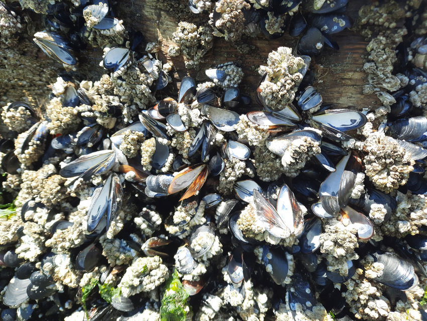 Mussels on a raft in Carr Inlet couldn&rsquo;t survive the heat.
