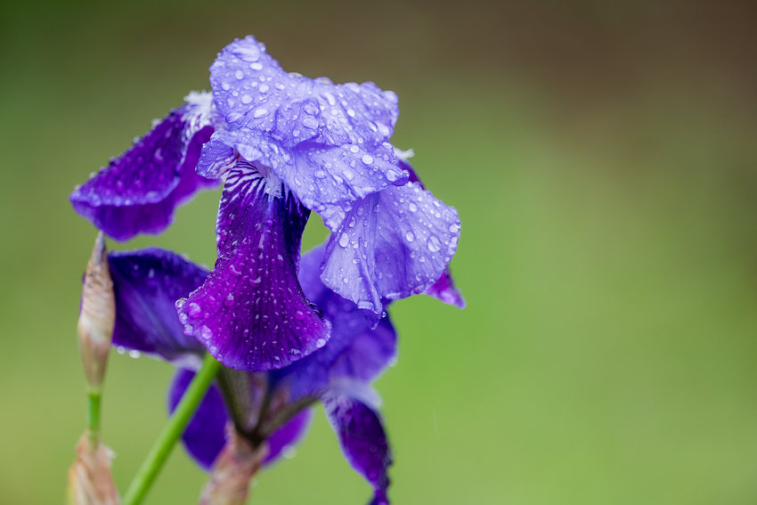 Raindrops on iris.