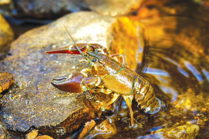 There are more than 500 crayfish species in the world, with over 300 in the United States.