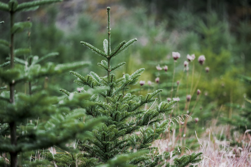Wandering through a stand of noble fir, like these at McDonald&rsquo;s Longbranch Tree Farm, searching for just the right tree is a time-honored holiday tradition.