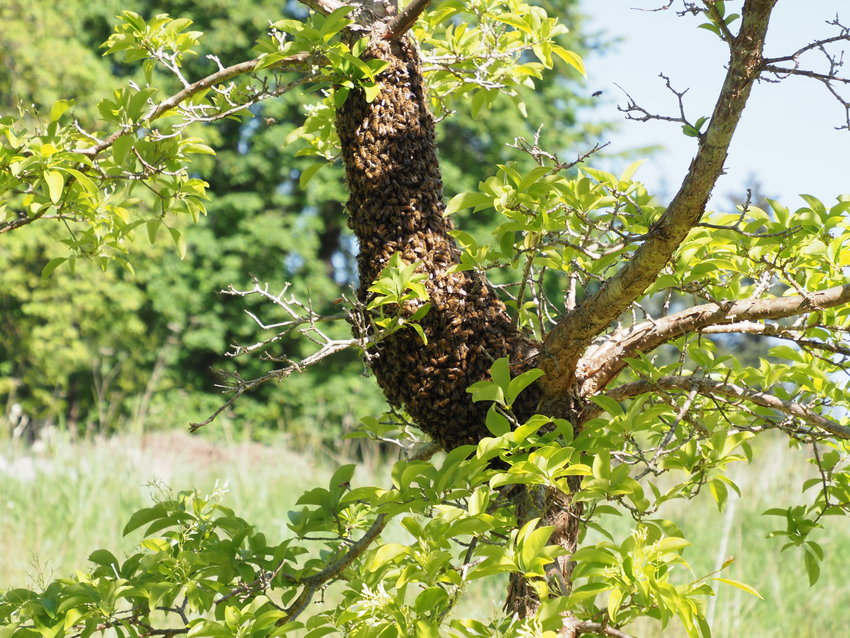 This swarm of honeybees spotted in a tree near Home was safely recovered by experienced beekeepers last summer.