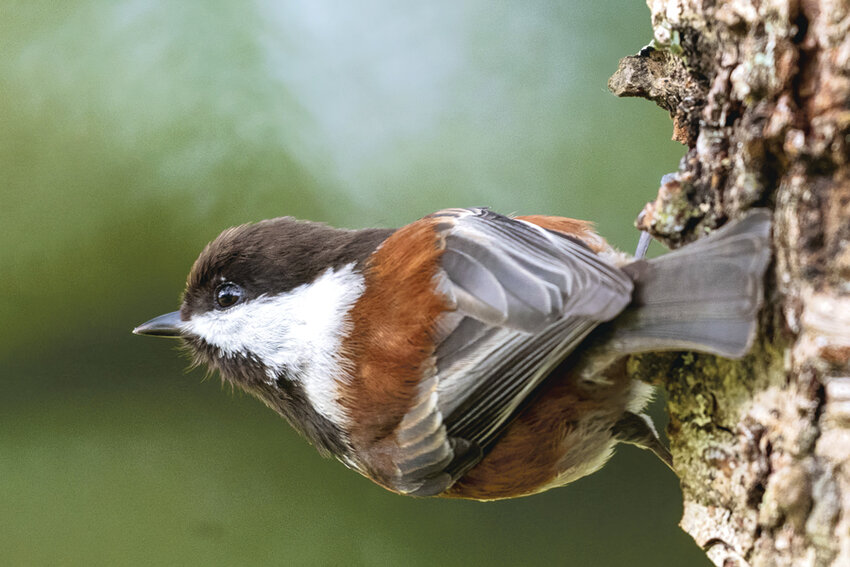 The smallest of North American chickadees, this chestnut-backed chickadee is one of two species commonly sighted here.