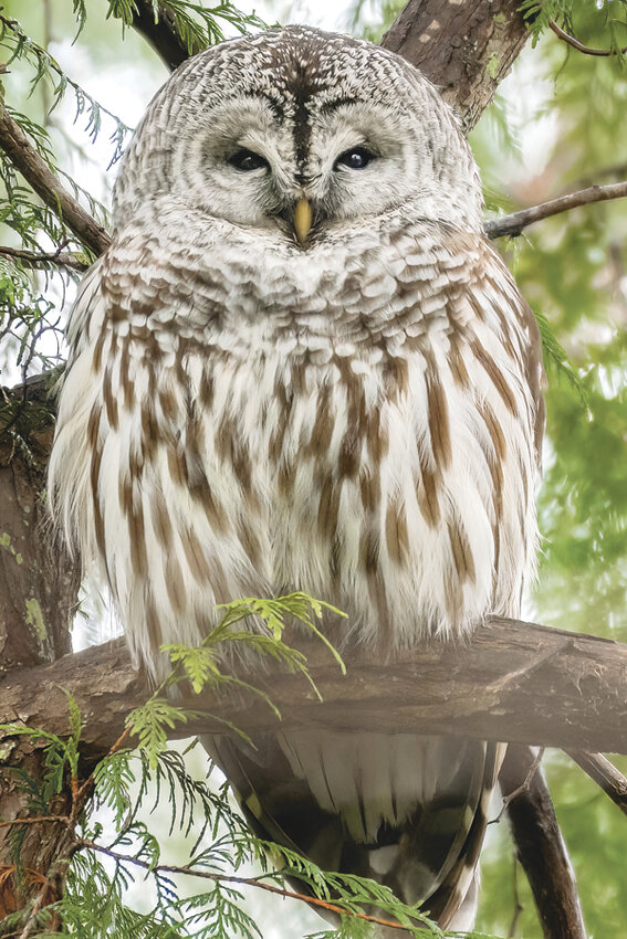 Though rare, barred owls are known to swoop on people.