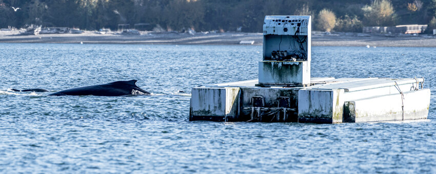 The humpback whale known to local whale watchers as &ldquo;Malachite,&rdquo; passes the derelict barge in Henderson Bay.