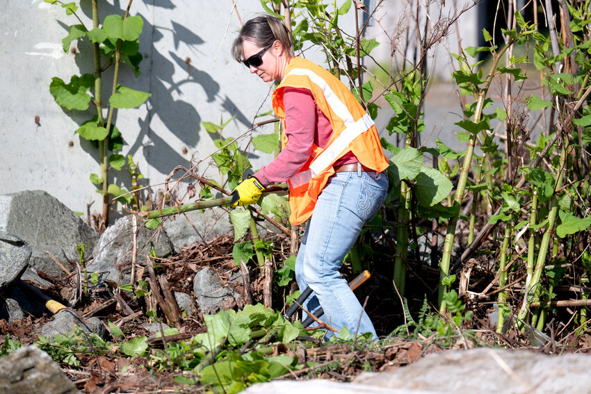 Pierce County Council Member Robyn Denson (D-7th) spent hours attacking the Purdy knotweed with other volunteers.