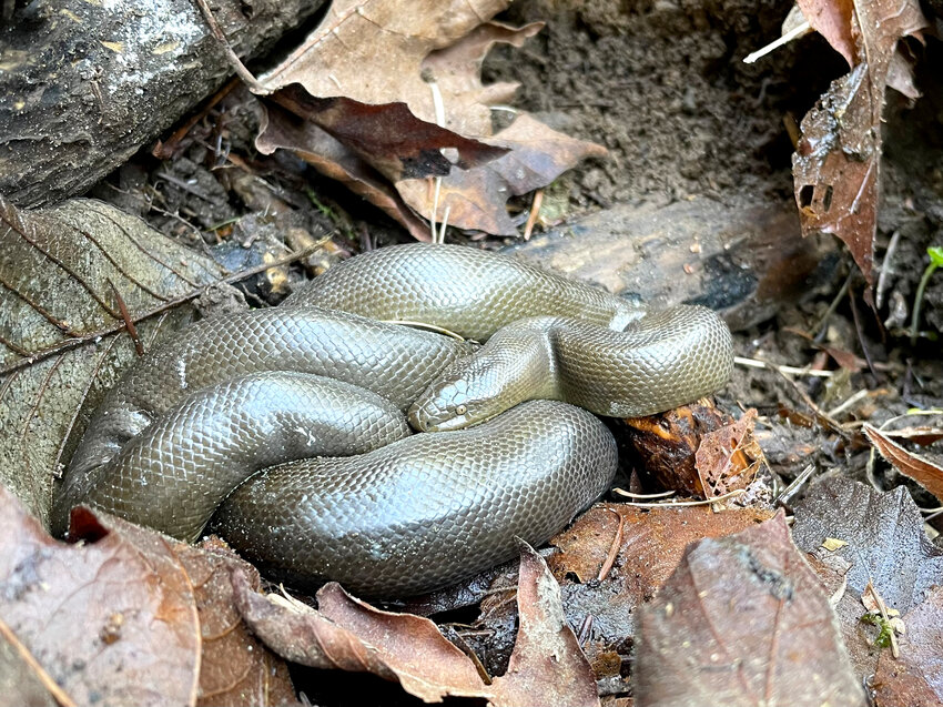 For naturalist Chris Rurik, seeing this native snake made for a giddy moment and his first ever chance to hang out with a rubber boa.