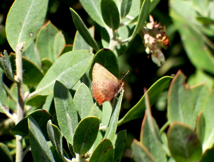Brown elfins fly in spring and early summer and use salal, madrona, manzanita, huckleberry and many others as host plants.