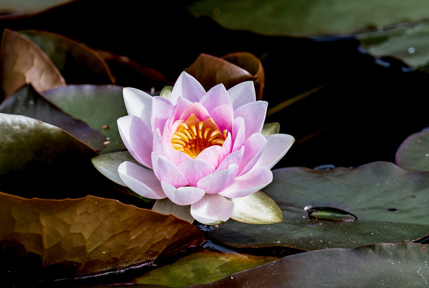First water lily blossoms.