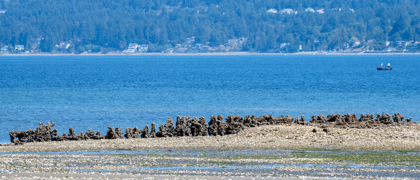 Steel remnants of WWI-era ships lie rusted and encrusted with barnacles and mussels along the mouth of Minter Creek. These haunting relics emerge at low tide, revealing a bygone era of Tacoma&rsquo;s shipbuilding history.