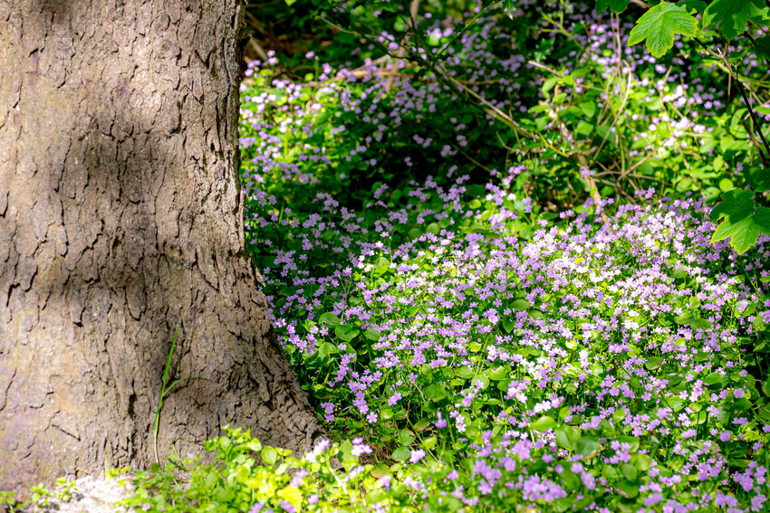 Siberian spring beauty is also known as Candyflower (Claytonia sibirica), a native plant that blankets the forest floor each spring.