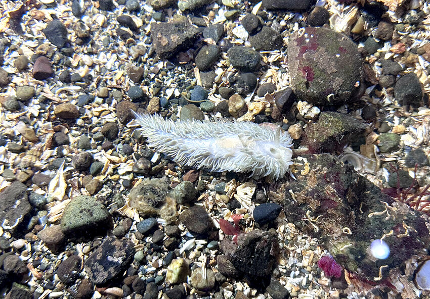 Meet the anemone-eating shaggy mouse nudibranch.