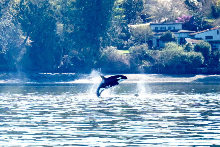 Orca Pods T99 and T123 visited Henderson Bay April 5.