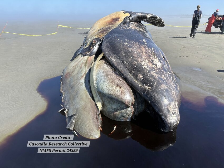 Three More Gray Whales Found Dead Bringing Total To 30 In Washington This Year,