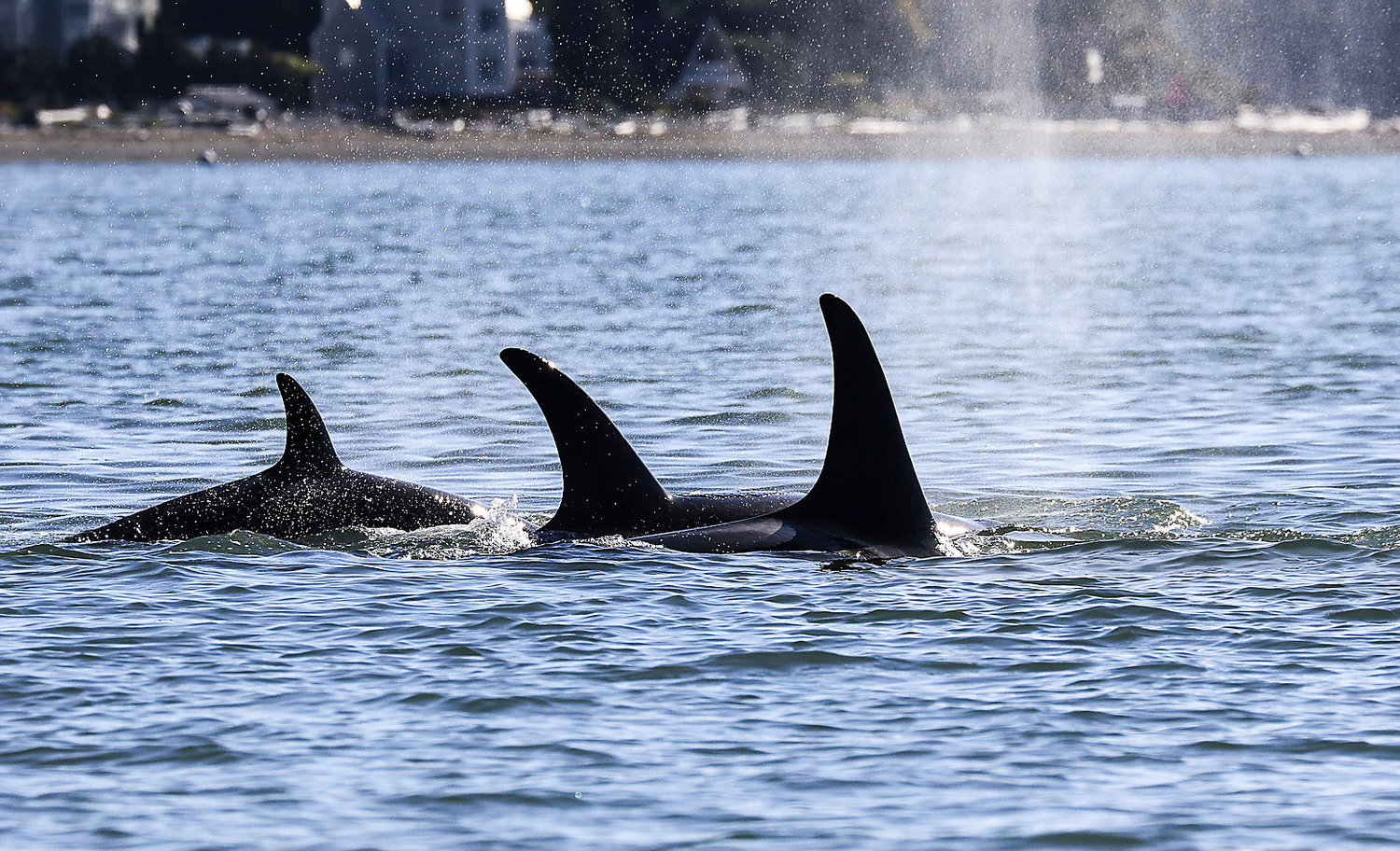 2023 has been a record-breaking year for Puget Sound orca sightings ...