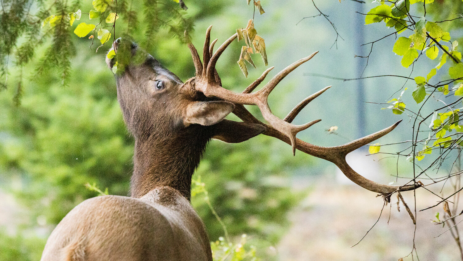 WDFW accepting Master Hunter Permit Program applications