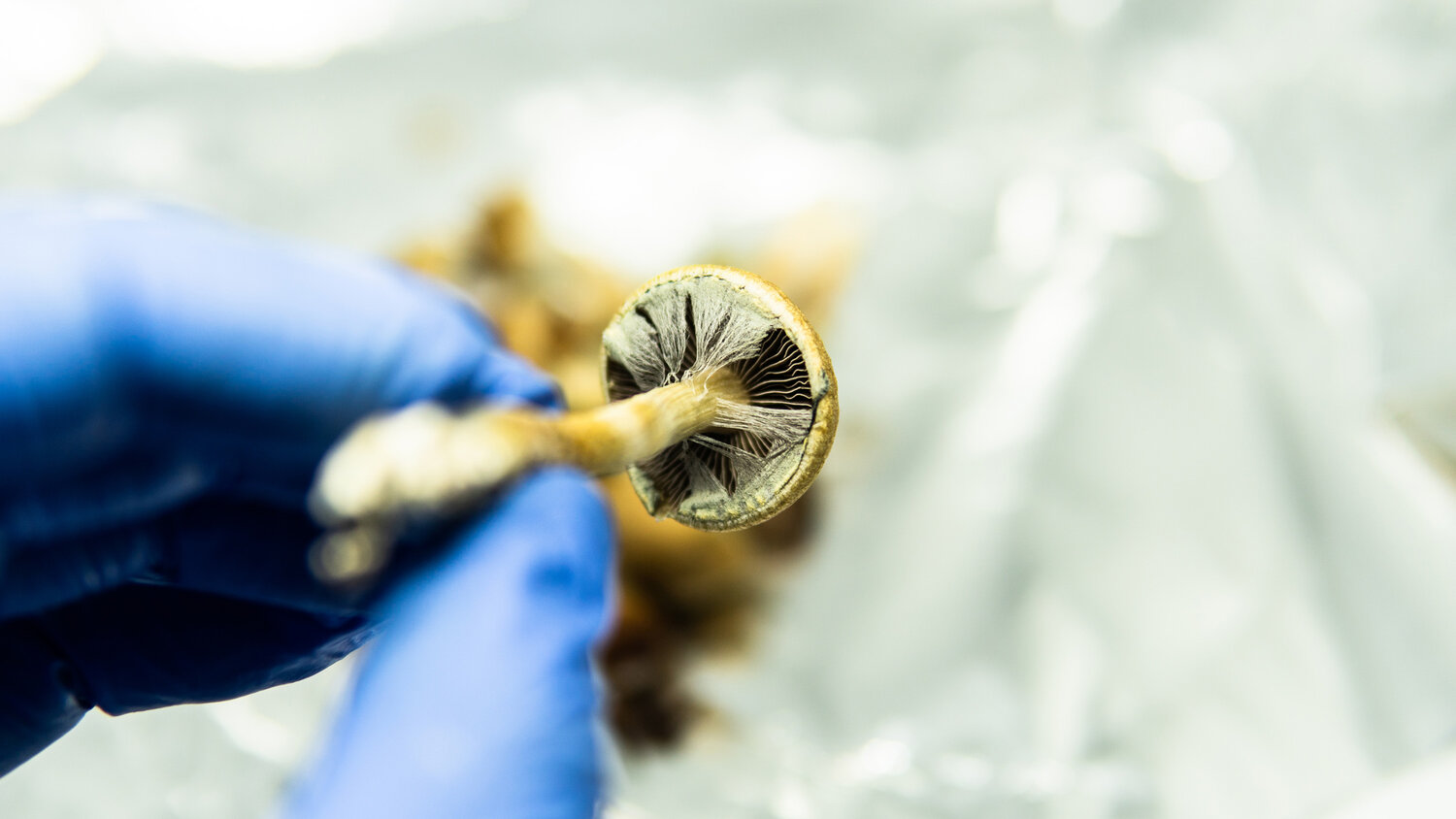 Oregon regulators propose steep psilocybin fee hikes