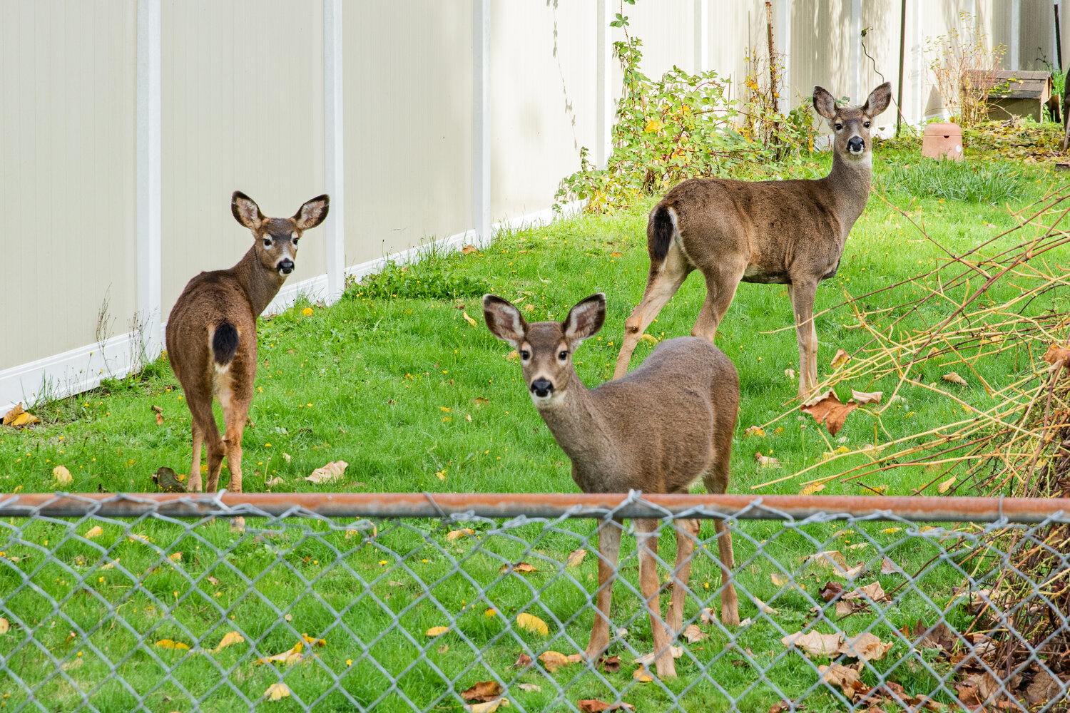 WDFW urges residents to give deer space, avoid feeding wildlife