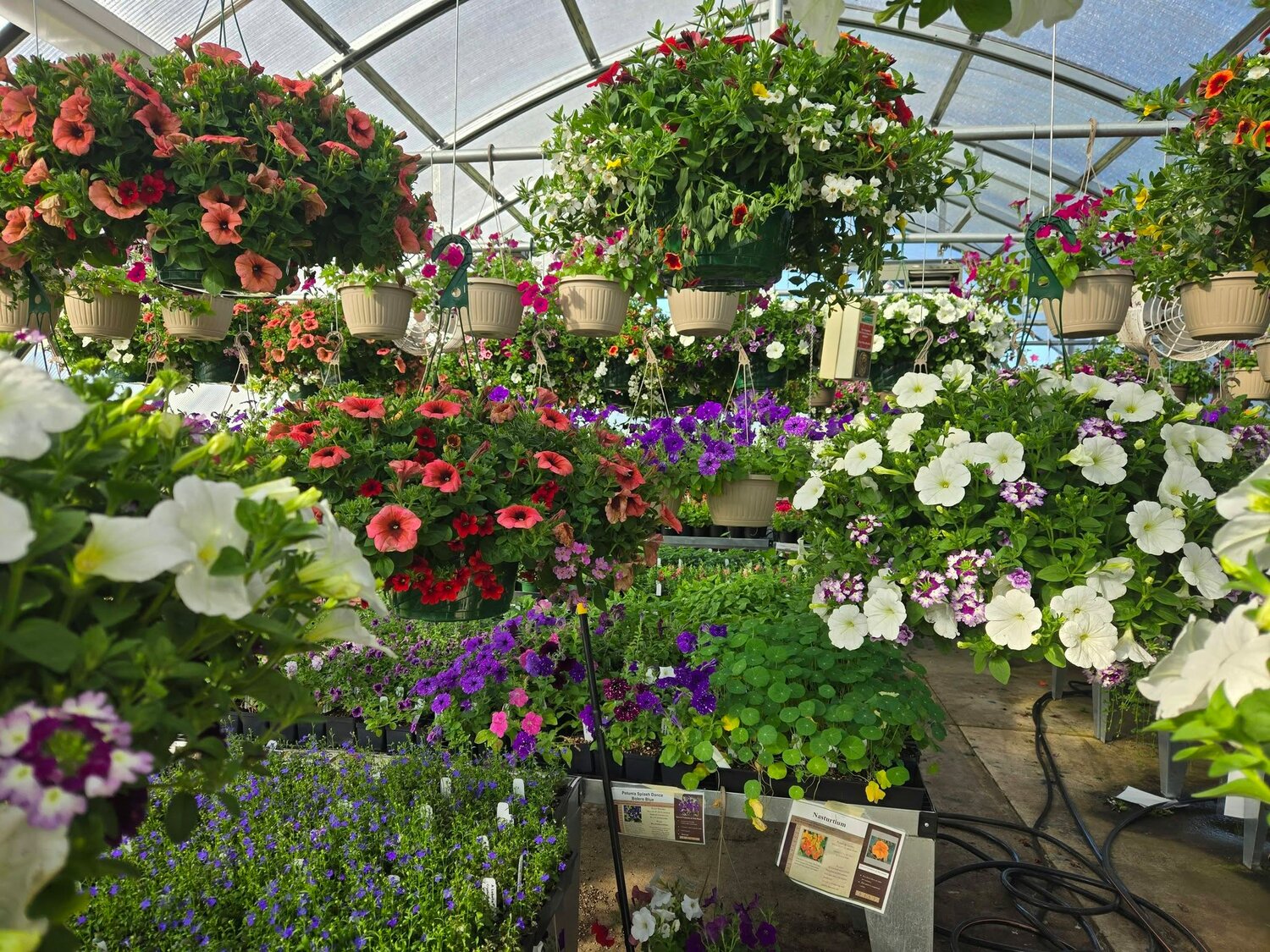 Rainier FFA chapter set to host annual plant sale this Thursday through Saturday - Nisqually Valley News