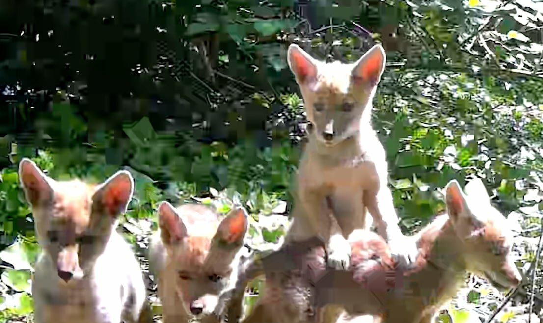 Coyote pups turn a Portland backyard into their playground 