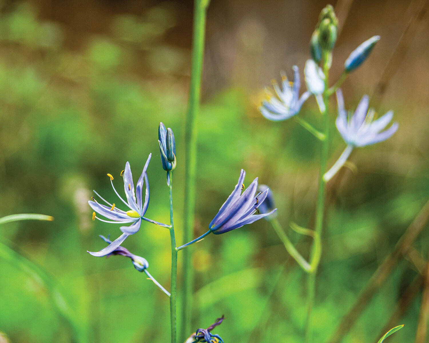 A look into the busiest month in a native plant habitat - The Reflector