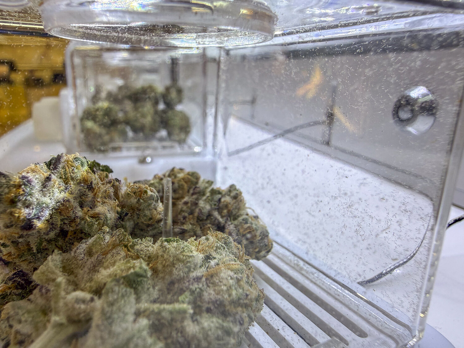 Washington state cannabis market faces pressure from federal changes and oversupply