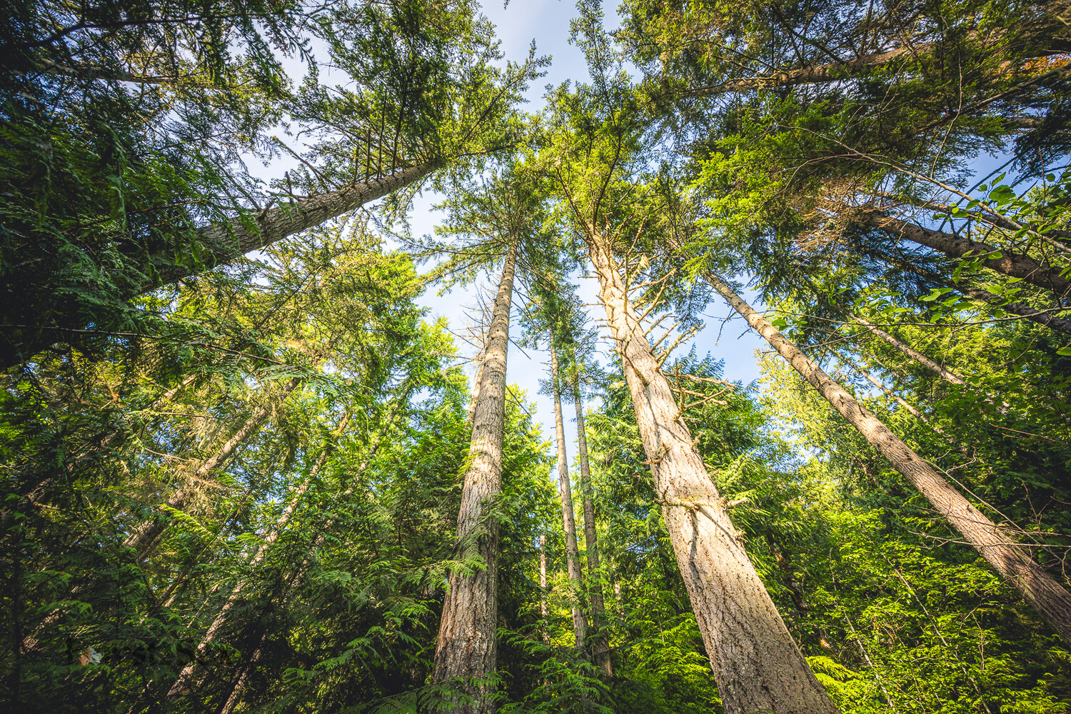 Environmental groups sue to stop 400 acres of logging in Washington’s Elwha Watershed