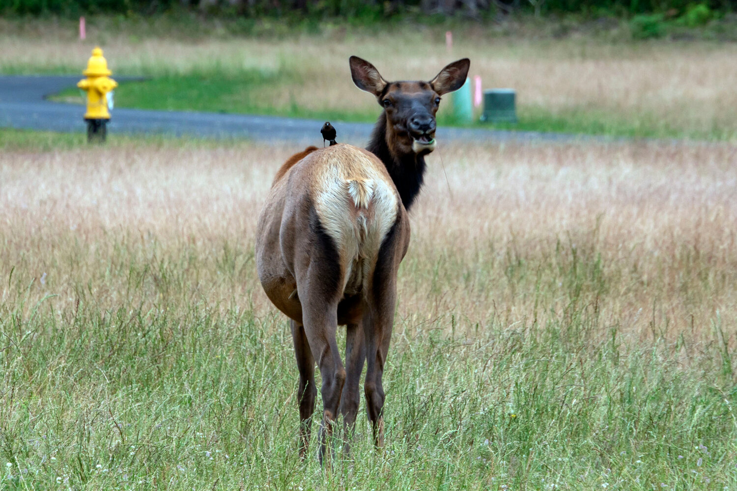 In Focus: Elk graze at the Enclave at Packwood in East Lewis County 