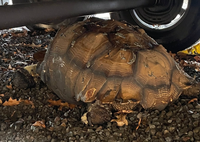 Dog revived, tortoise rescued in destructive Oregon house fire 