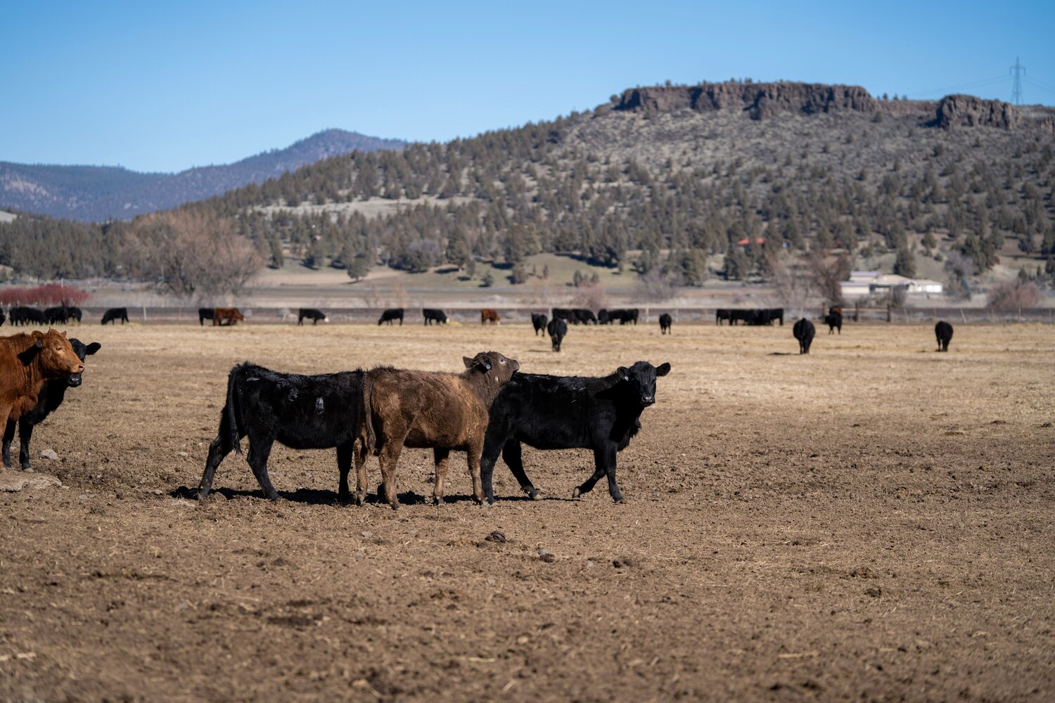 Stillborn cows, dead dogs, full-body rashes: $78M in lawsuits say Oregon mine tainted groundwater 