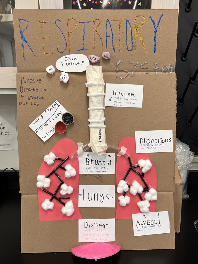 Eighth-grade Living Environment students created a human body museum, researching body systems and building interactive exhibits using materials like yarn and cardboard tubes.