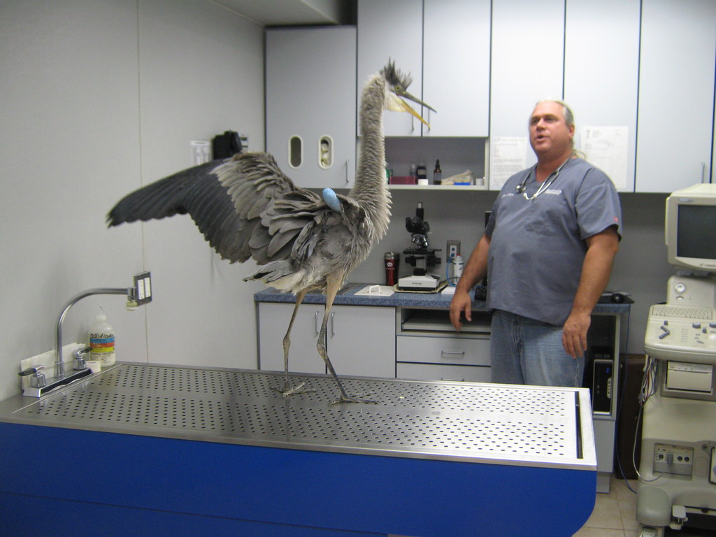 Dr. John Charos of Central Veterinary Associates with the blue heron that was saved.